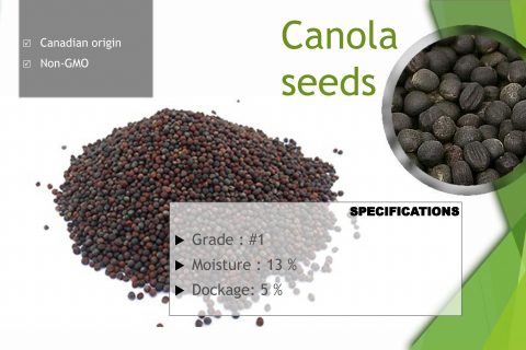 canola seeds